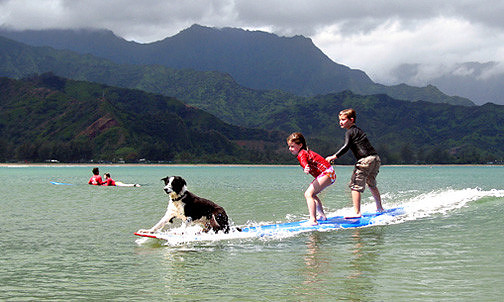 Surfing Dog, Hawaii