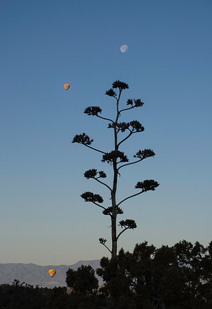 Balloons over Sedona with moon