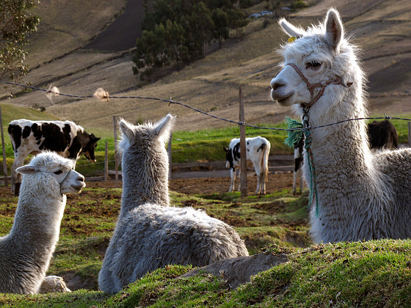 Llamas, Ecuador