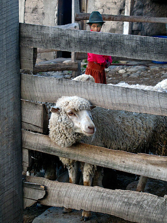 Girl with Sheep