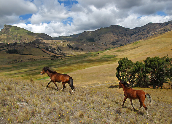 Horses, Ecuador