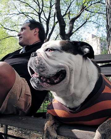 Bulldog with Owner