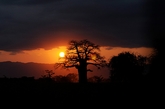 Baobab Tree Tanzania