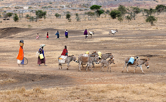 Masai Herders