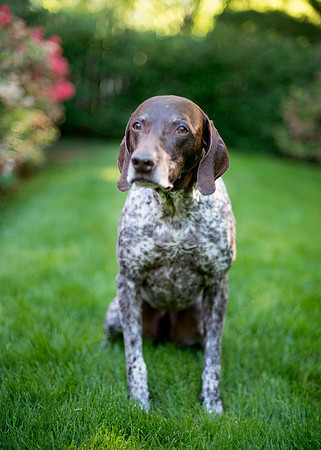 Cocoa