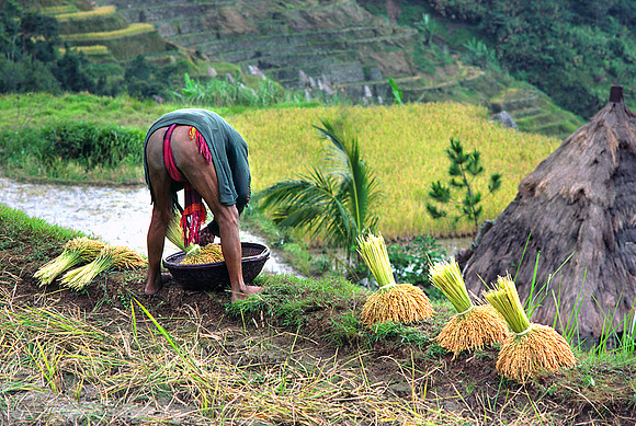 Rice Harvest, Philippines.