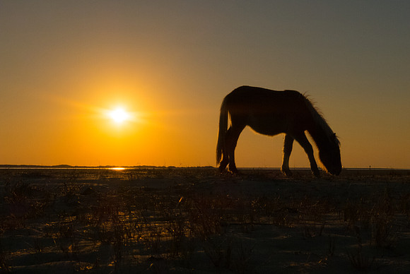 Wild horse, Shackleford Banks, NC.