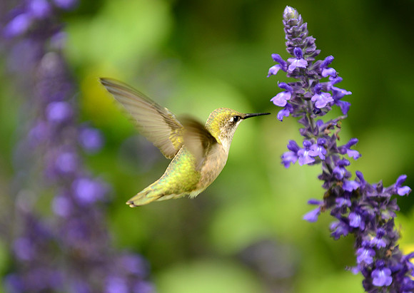 Hummingbird, Maine.