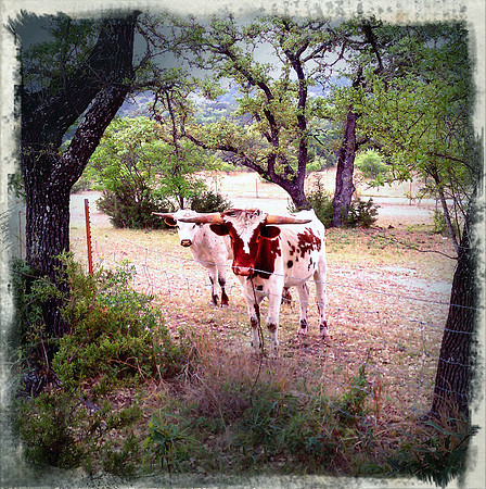 Longhorns, Texas.