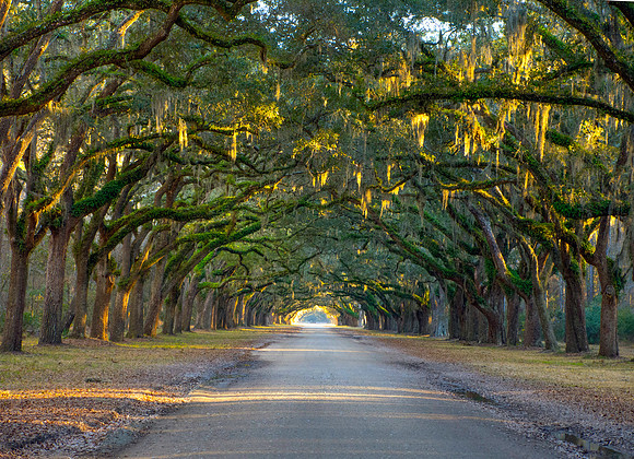 Savannah Plantation Drive
