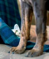 Eye on the Dog