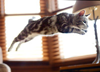 Gracie in Flight