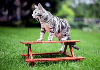 White Siberian Tiger Cat