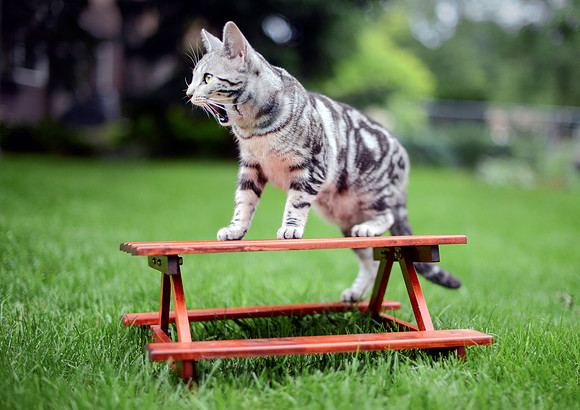 White Siberian Tiger Cat
