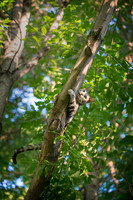 Tree Climber
