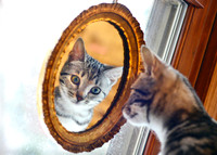 Princess Gracie in the mirror