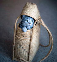 Can I go too?