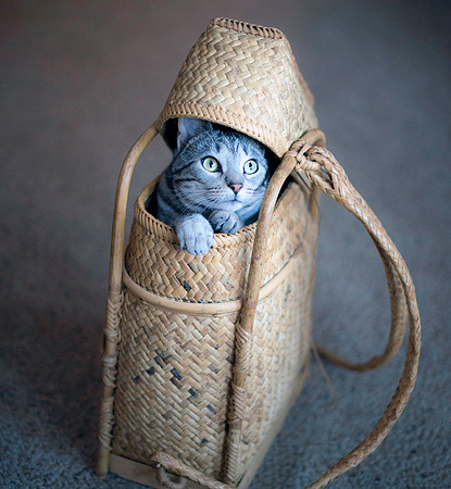 Can I go too?