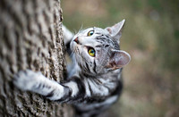 Concentration