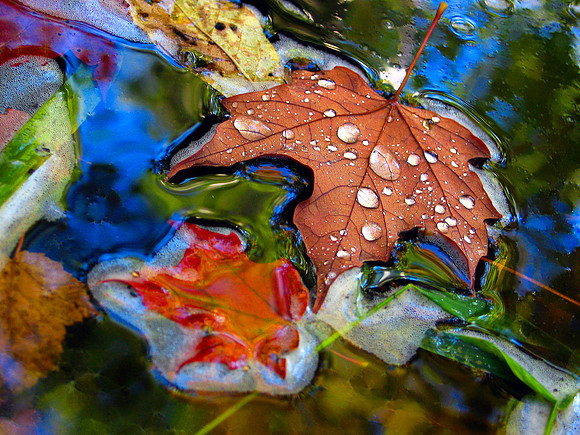 Minnesota Fall