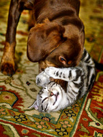 Princess Gracie hugs Buddy