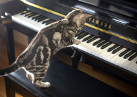 Princess Gracie plays Chopin
