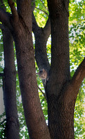 Tree Cat