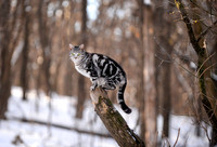 Winter Perch