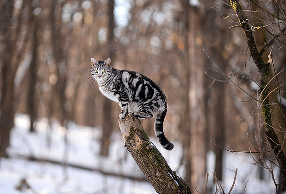 Winter Perch