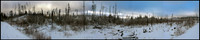 Clear cut forest, Gunflint Trail Minnesota