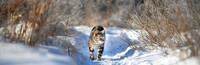Winter Hunt